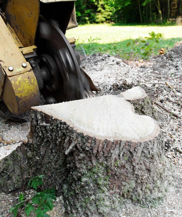 Specialty Tree Care