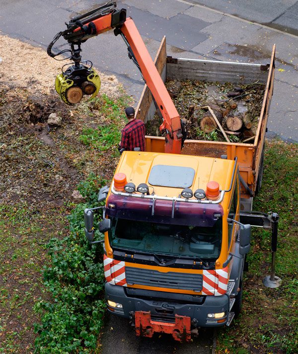 Specialty Tree Care