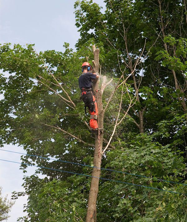 Specialty Tree Care